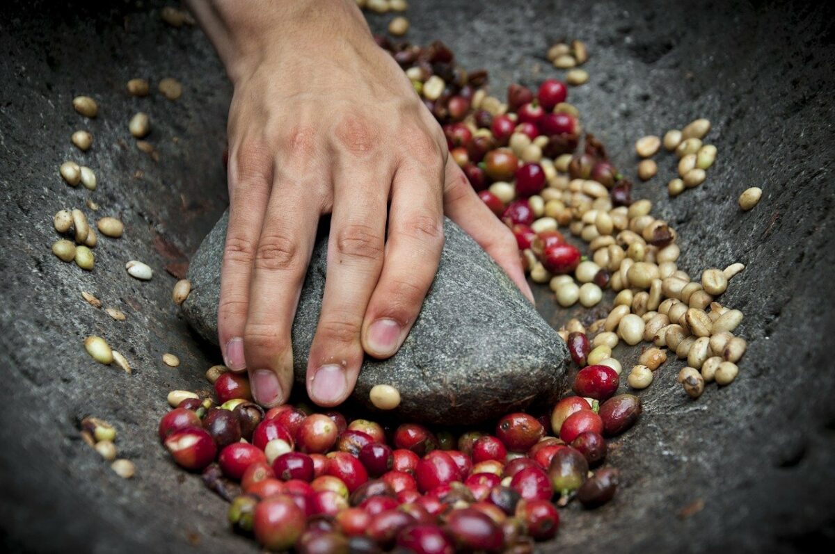 Arabica vs Robusta Coffee Beans